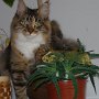 Dancingcat Nelly uj otthonaban Dancingcat Nelly uj otthonaban